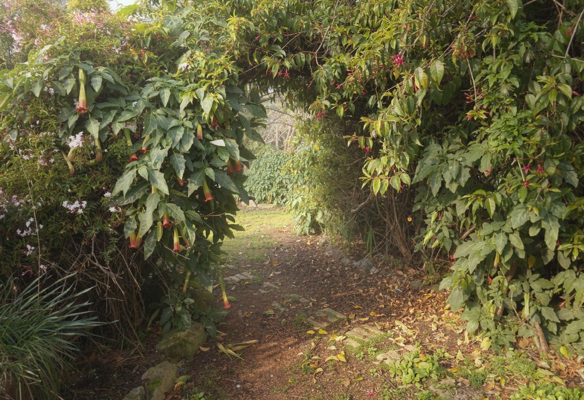 An arch through the garden
