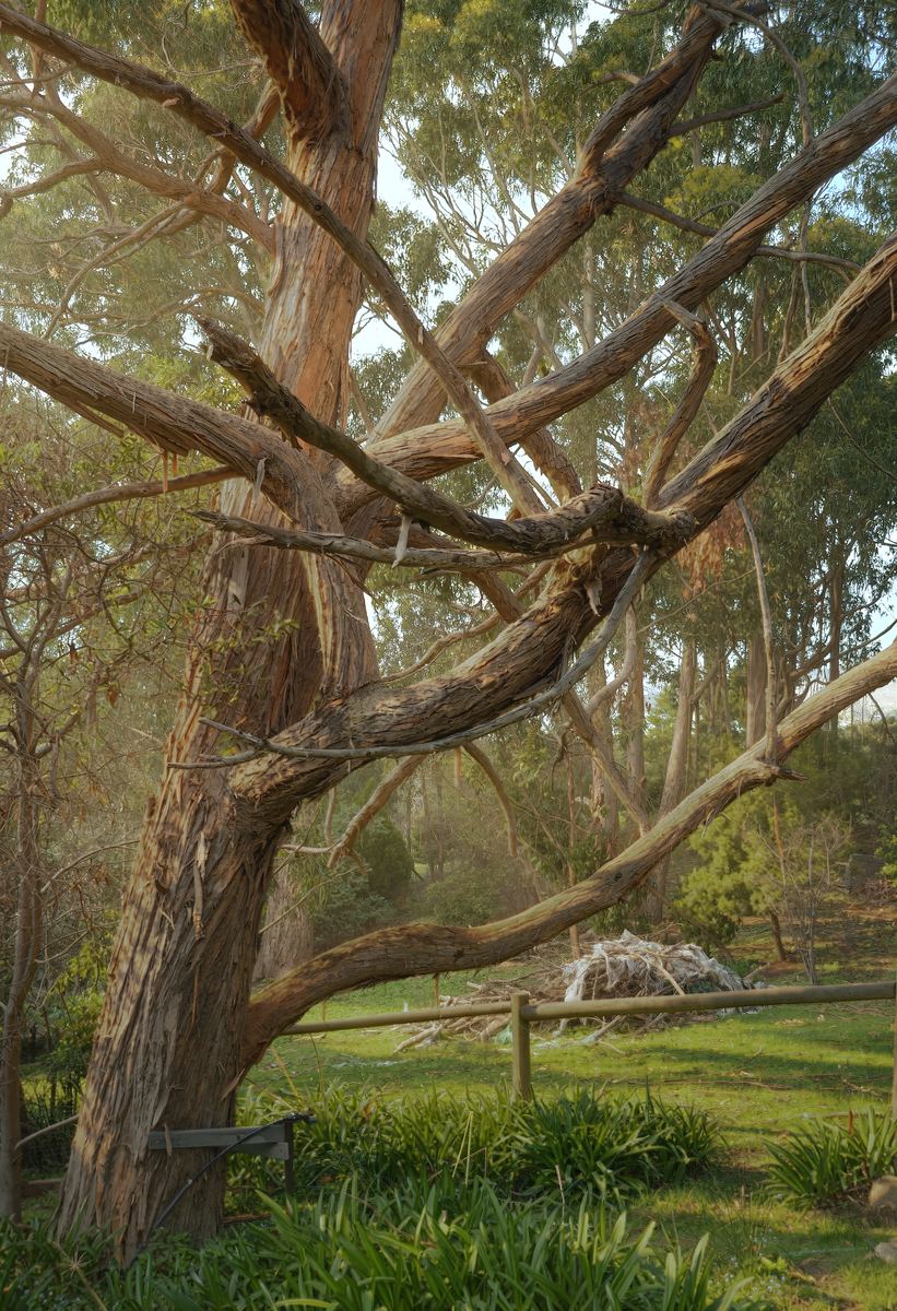 An old gum on the property
