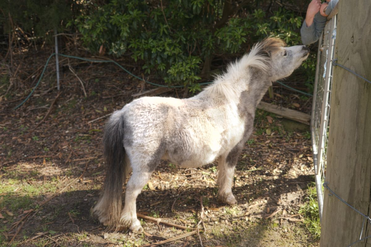 A pony saying hello at the fence