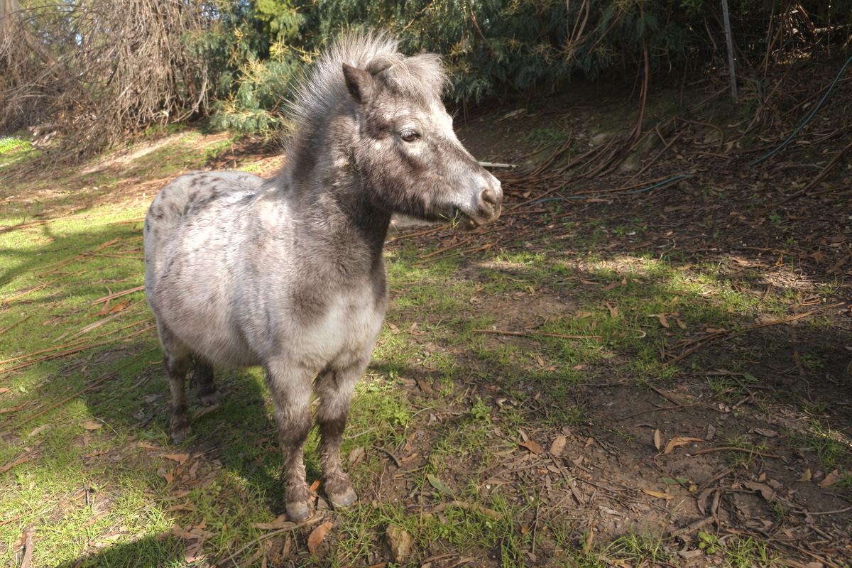 A grey pony in the paddock