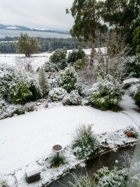 The garden under snow