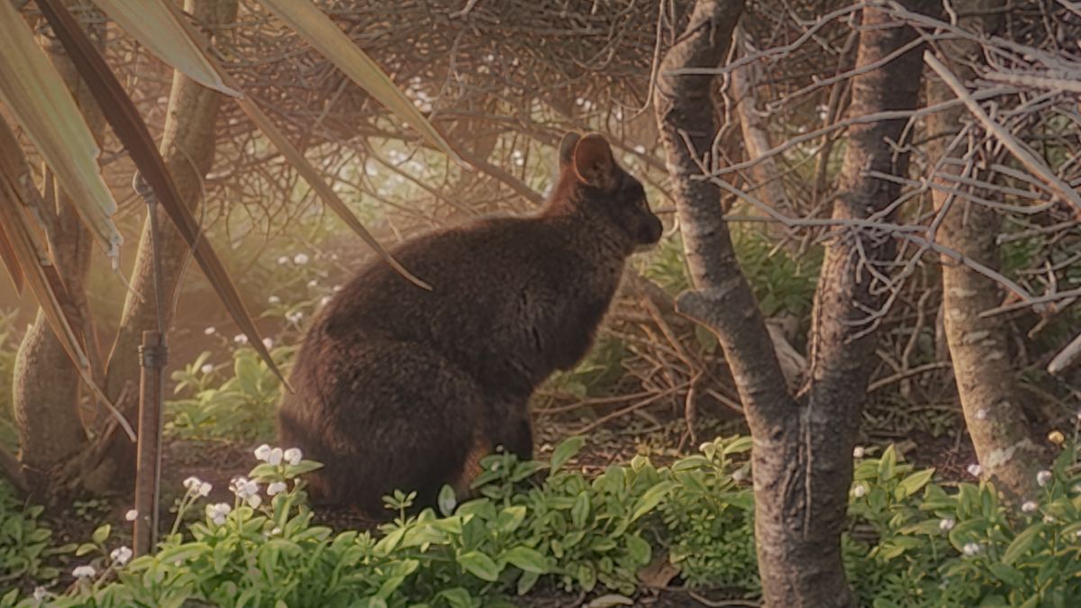 A wallaby on the grass