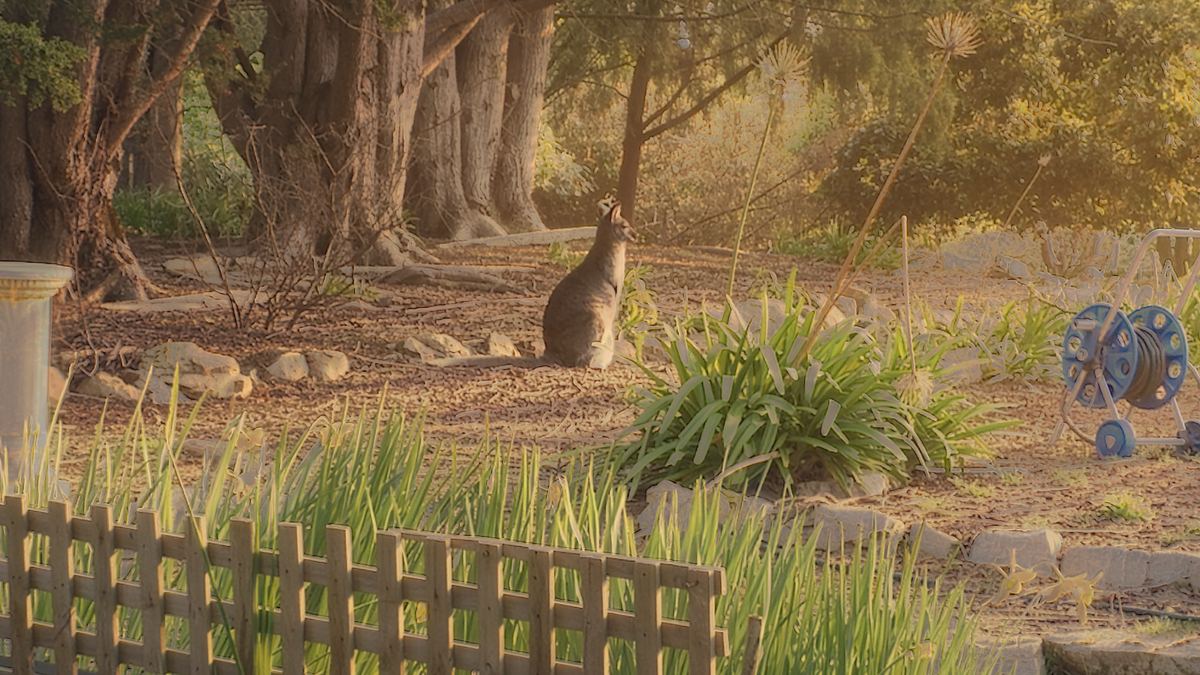 A wallaby in the garden bed