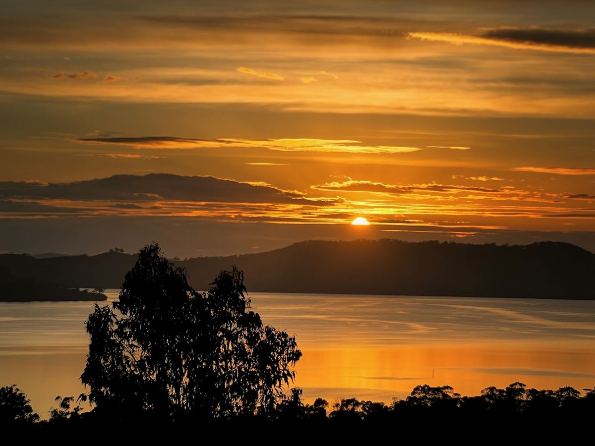 Sunrise over the water, a gum tree in silhouette